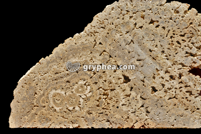 Stromatolite - gryphea.com
